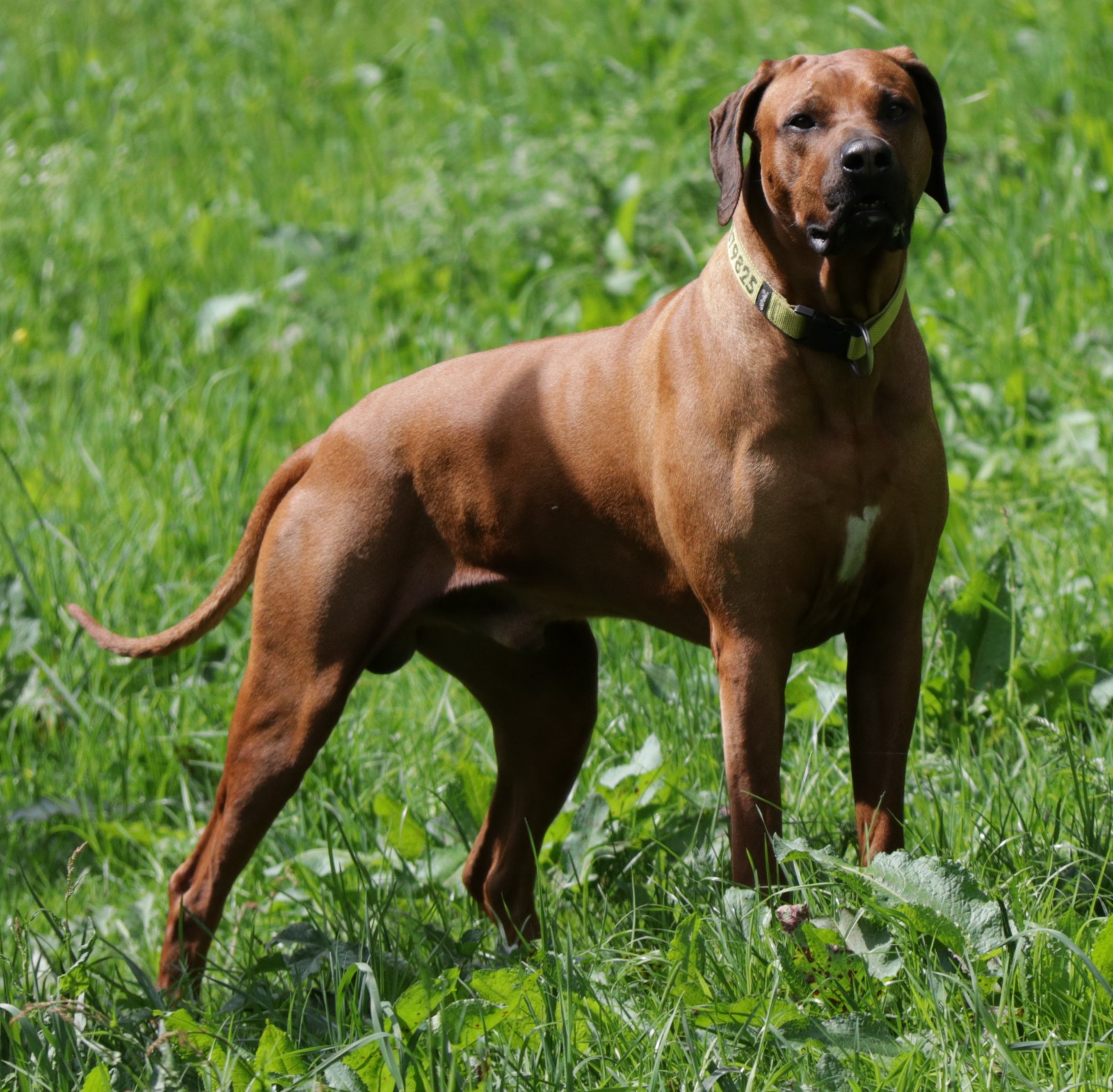 MASHANGA FUMO THEMBA 