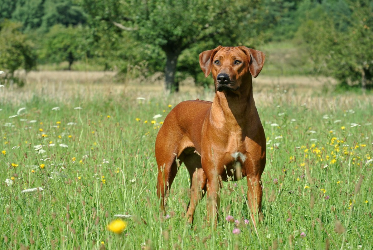 IMKAHENA Heaven's Jumana