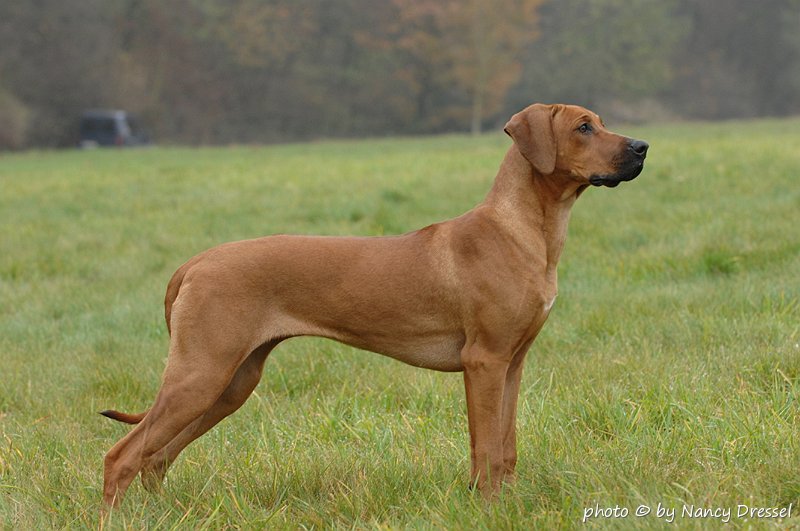 AKONO NAYOMA Ajua Shosholoza