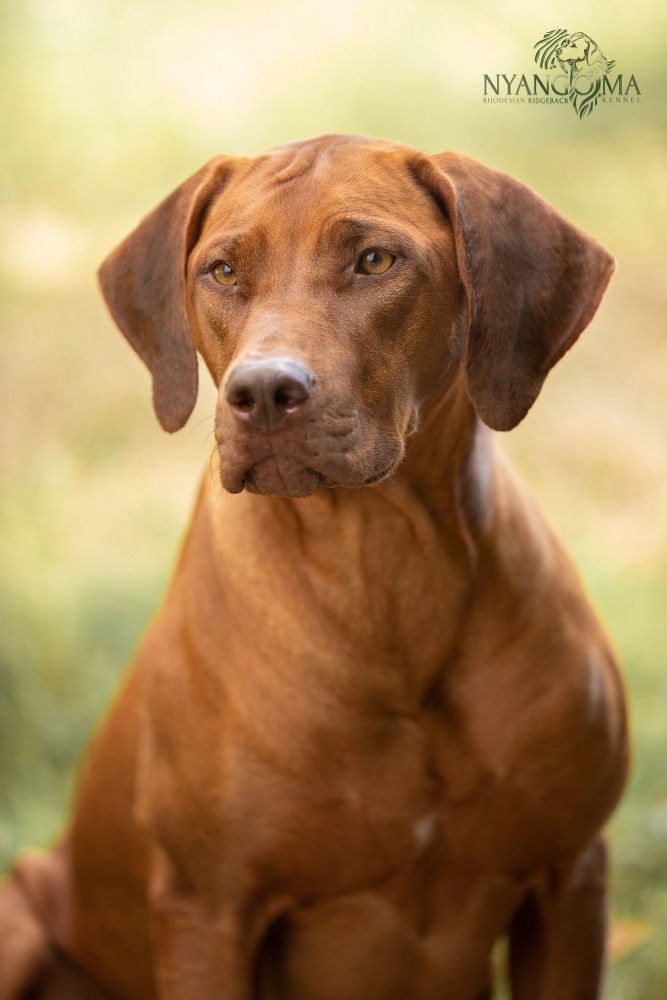 Nyangoma Dream On Pretty Pink