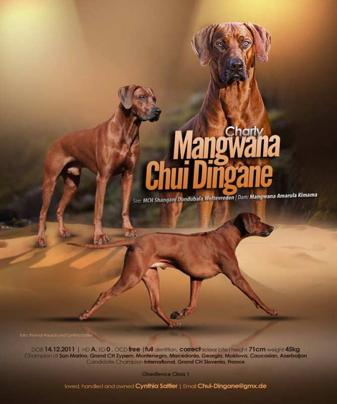 Ch. MANGWANA Chui Dingane