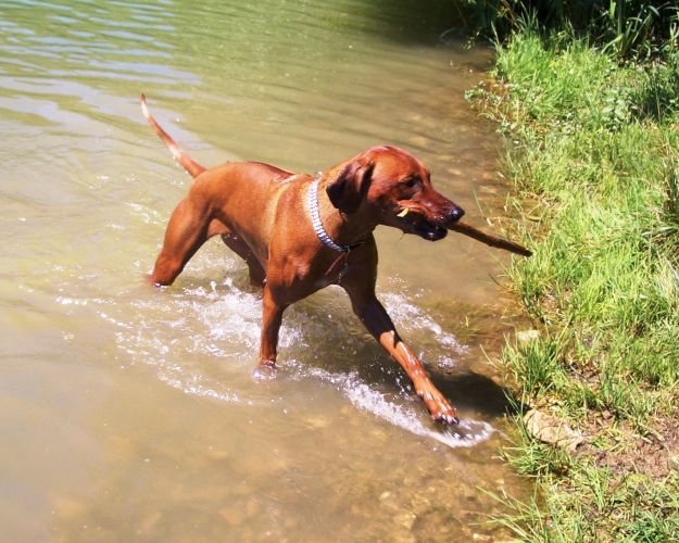 Anne Maria Saho Valachia