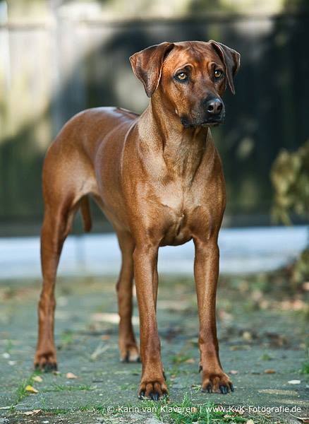 TANISHA VON MÜLLERS WONDA