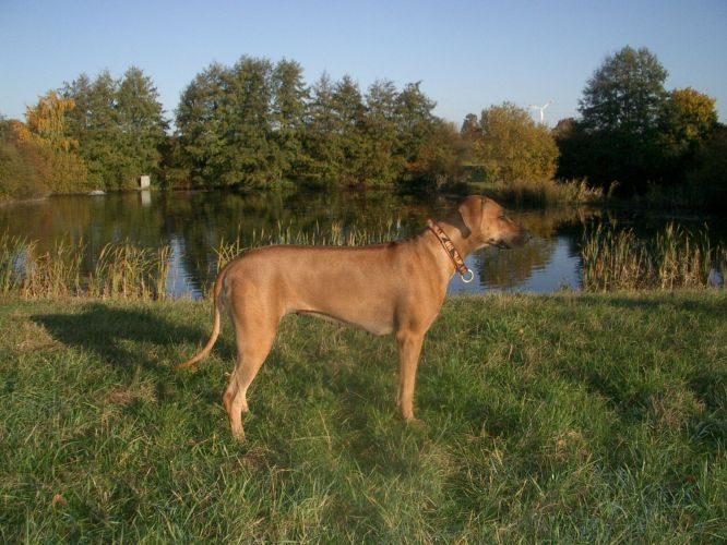 TSCHURINGA DURAH AWENA