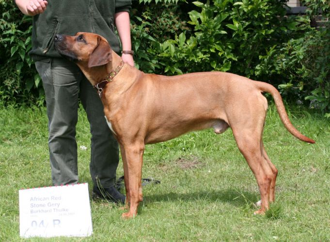 African Red Stone Gery