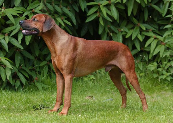 KISANGANI DARK RED REGENT