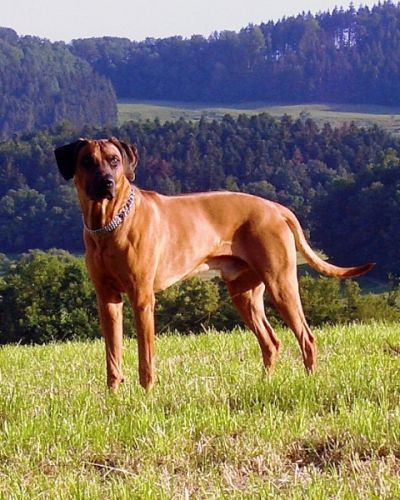 ANANDO OF DESERTFIELD