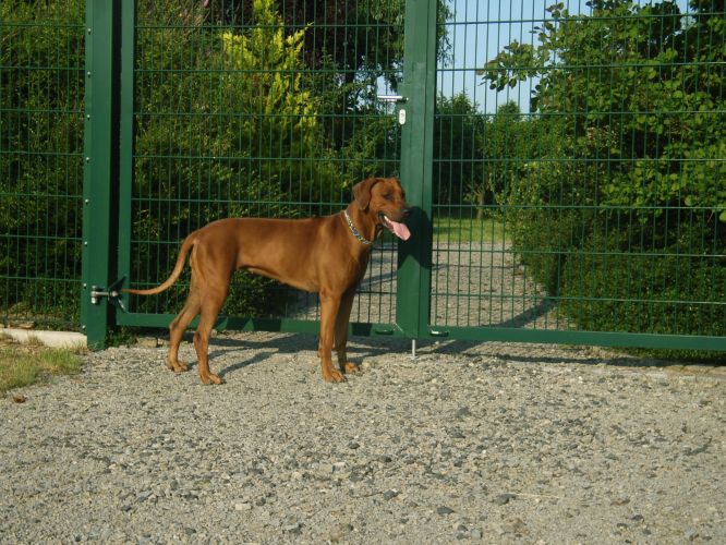 DANUWA VON DER KALAHARI WÜSTE