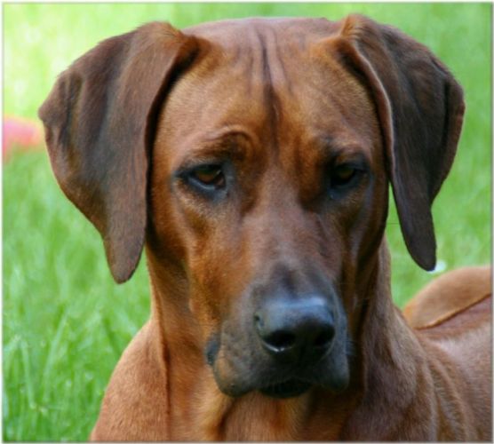 ALUNA ADUMADAN DE KIUNGWANA