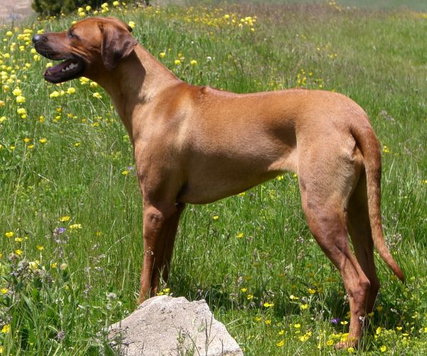 Enye-Akili Fontanesia