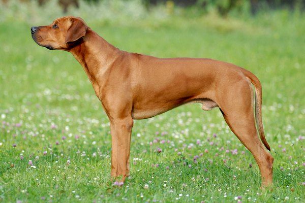 ABUU IHLOBO JENSEITS VON AFRIKA