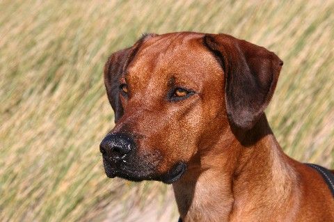 MHONDORO FOREVER YOURS NANJI