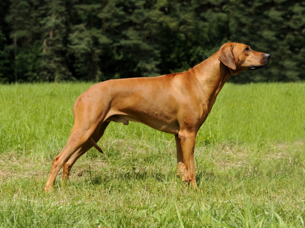 TSAVOS HUNTER A-Günther