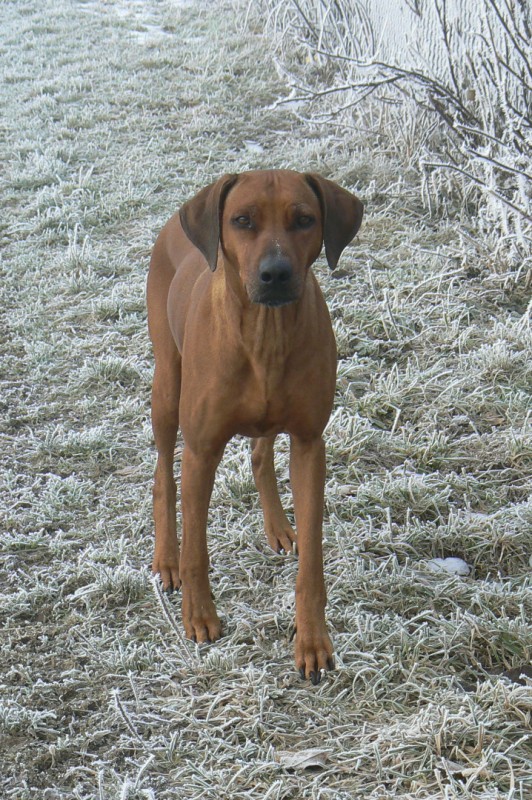 Handsome Seven of Sambesi Waters