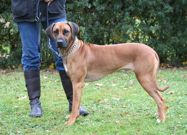 ZUMARANI CIRA-ASHIMA