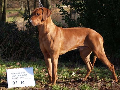 EDORAS BEN VOM DÖLLNITZTAL