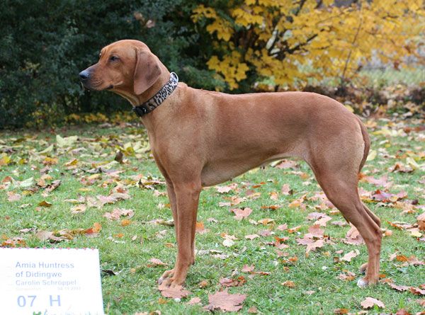 Amia Huntress of Didingwe