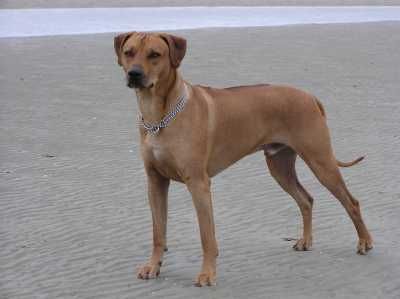 KWELI BUSARA CHANDAK