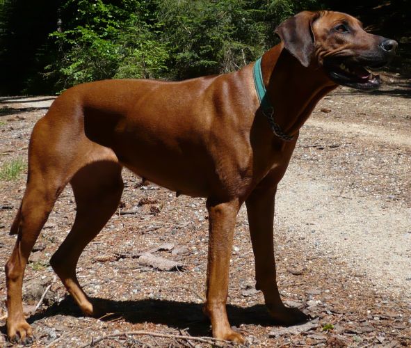 YE KAJONGWE BENGUELA