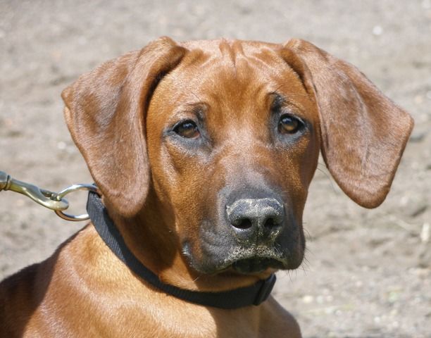 Akondos Angel Cheche Da Penda