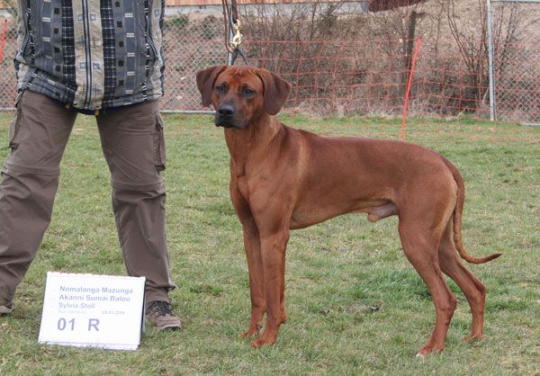 Nomalanga Mazunga Akanni Sumai Balou