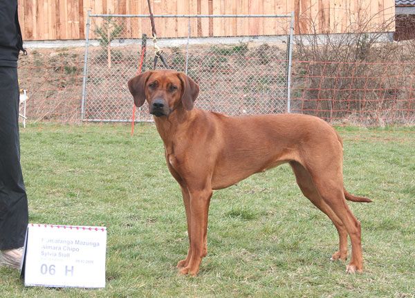 Nomalanga Mazunga Aimara Chipo