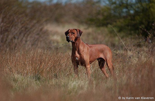 Ch. HALVENBOOM AJAMU