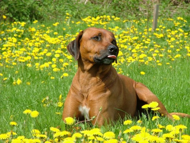 FANA ZULU CHAKA-KUNDA