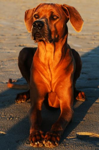 AKONO JASON OF MOYO KWA URENO