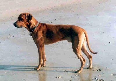 AKONDO'S ANGEL AKESH