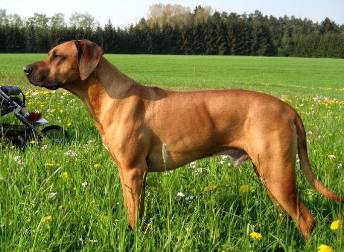 SHONALANGA ASAD-AYODELE