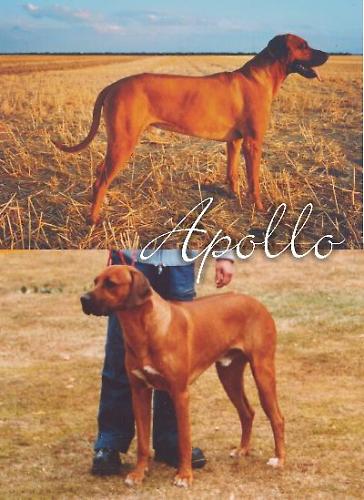 APOLLO OF THE COMPOSURE OF HUNTING