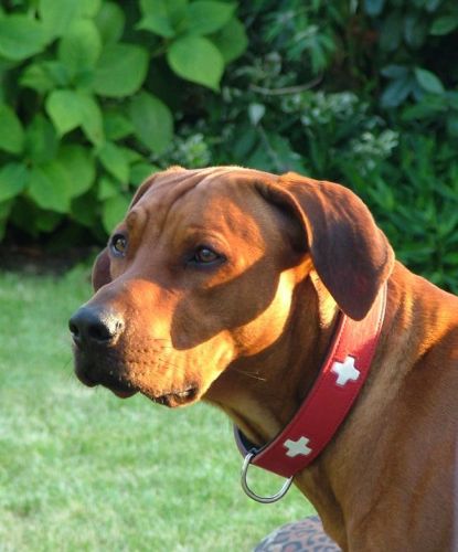 Katikaafrika Ajani Melman