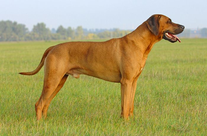 BAKARI BOMANI OF KIMBERLEY'S DIAMONDS