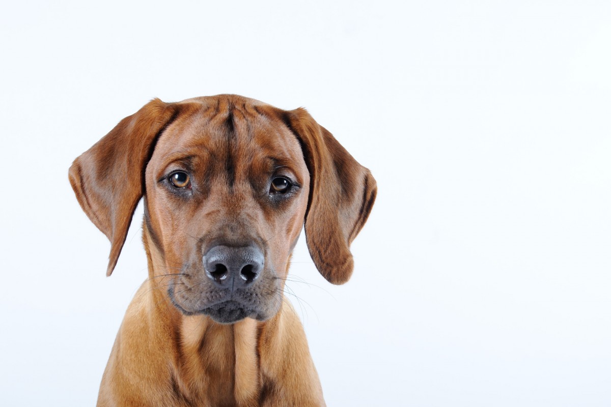 Finley Danjuma Adia van Meerwoog