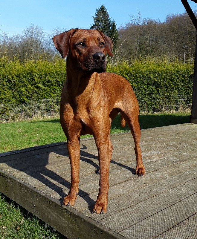 Bailey CZECH PARADISE RIDGES