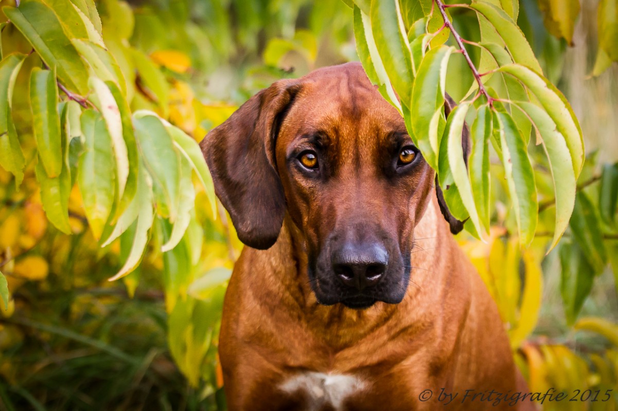 Aziza van het Cranendonckse Land