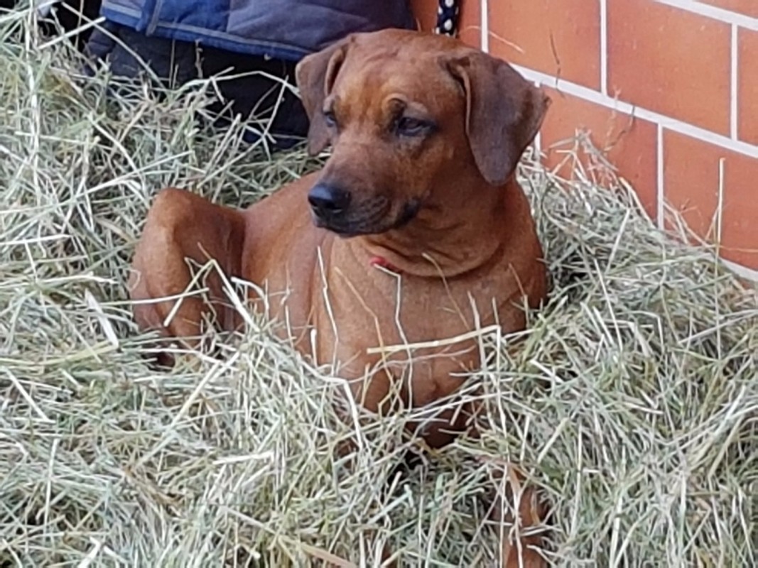 Finesse MEMORY OF THE OLD RED HUNTER