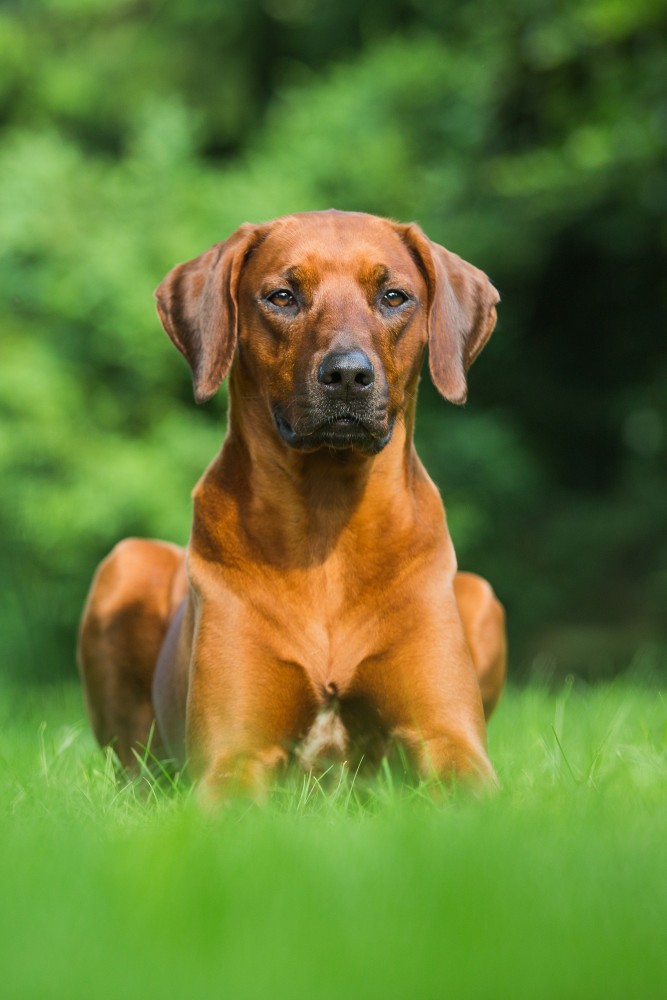 Makaranga Miss Marla