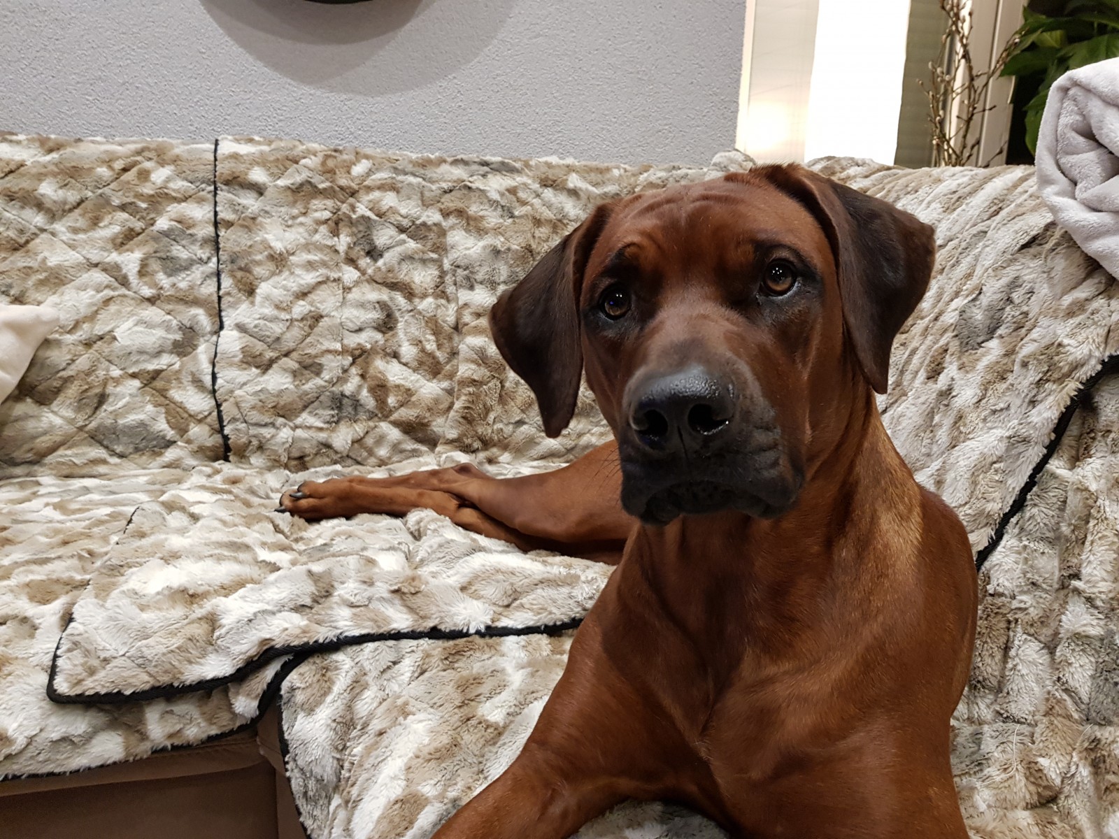 Ye Malik Amira Asabi