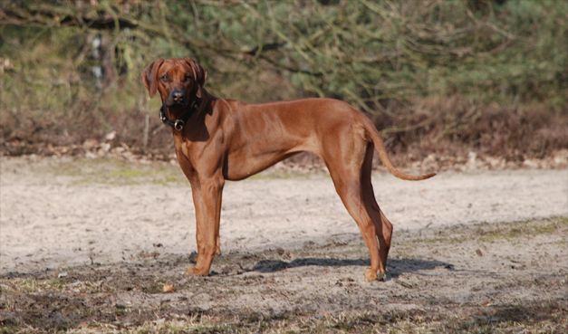 MANGWANA Amarula Kimama