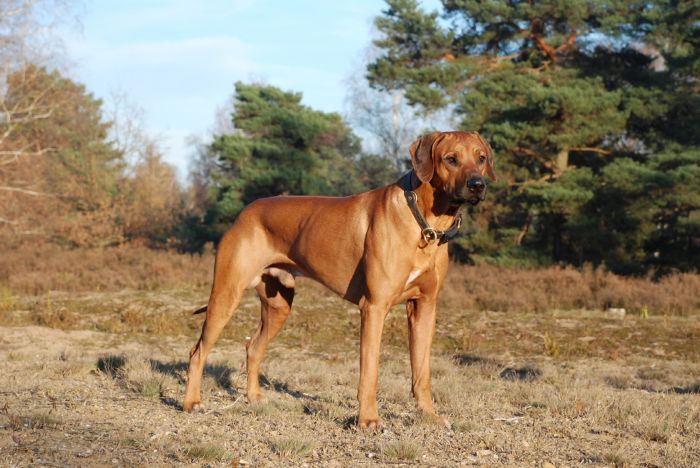 Victoria Falls Bizimana-Thabo