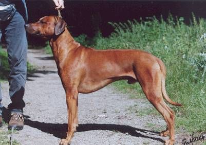 HESHIMA YA KIMBA BAMBOO BO-DO