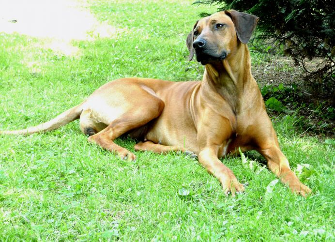 RHODEPARK Global Storm