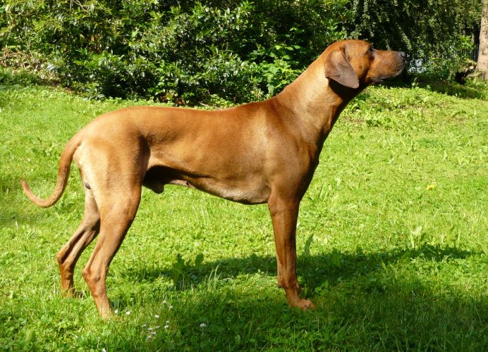 Ch. JOMEJA Lord of the Ring