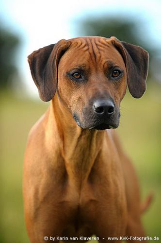 Fana Zulu Imbala Balou