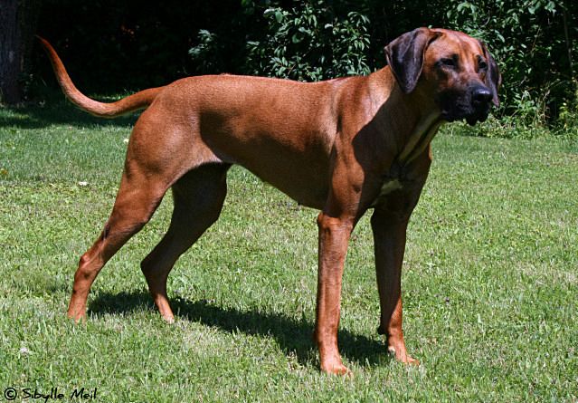 Dalila de KIUNGWANA of Red Namib Sands