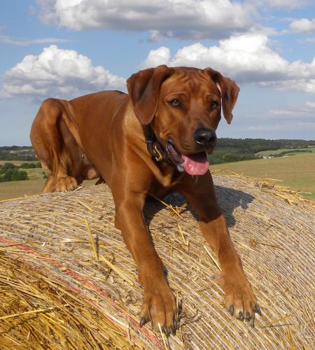 MATAKIMA Bayana Abayomi