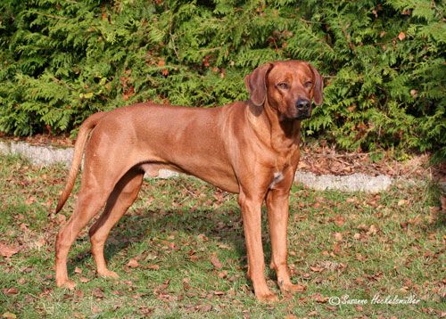 FINCH HATTON STARR OF SAMBESI WATERS