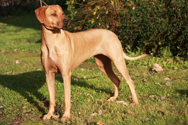 Prästens Amorosa Gold of Asti